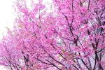 晚安家居Diary-2025湘江新区·晚安樱花季。

春风拂过枝头，百亩樱花【图1】