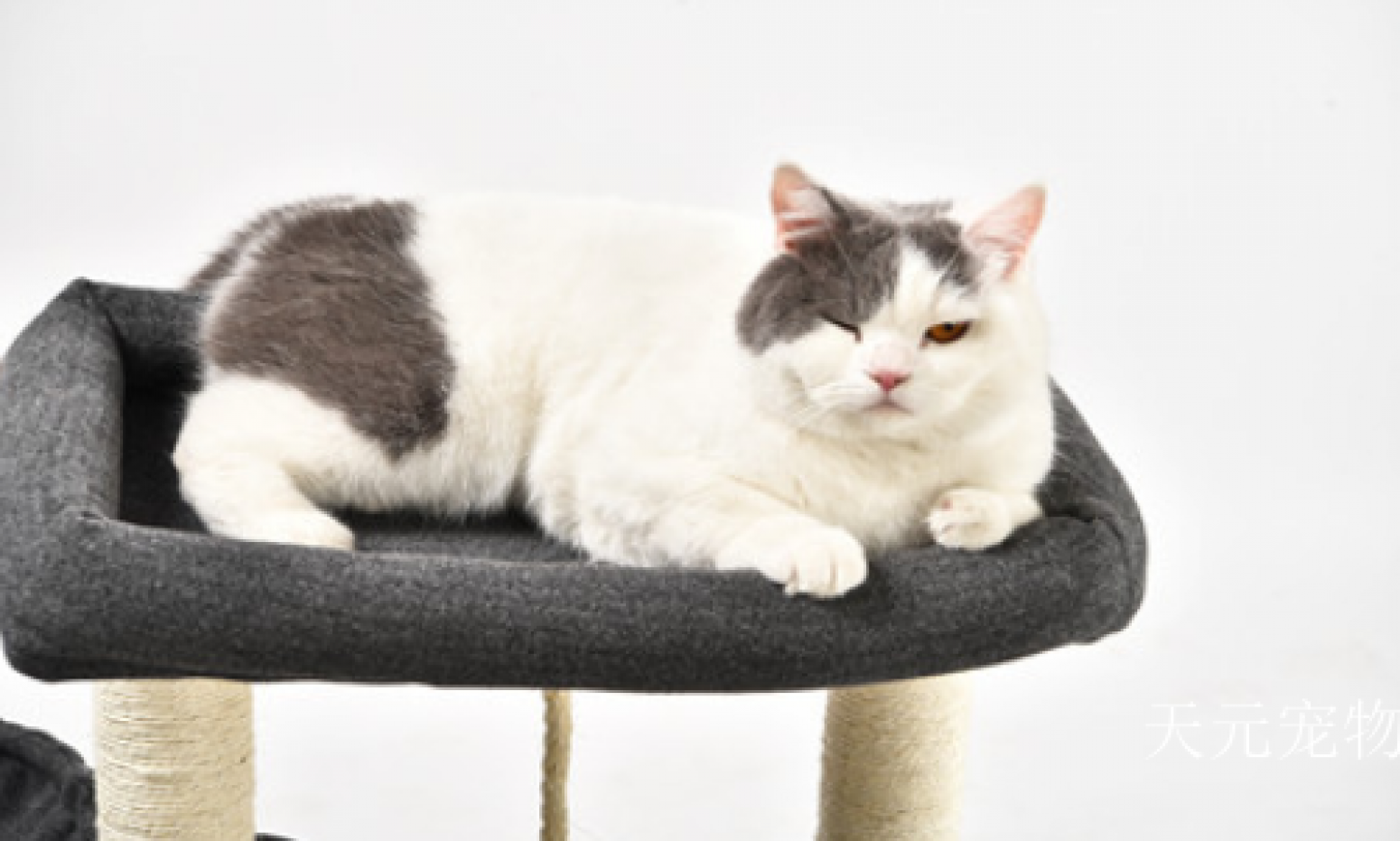 天元宠物 Pet furniture product 《Pet Cat Bed - Black & Gray Cat Platform》