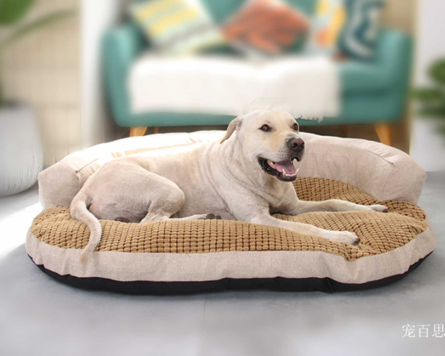 宠百思 Pet furniture Product 《Floya Pet Bed》【图0】