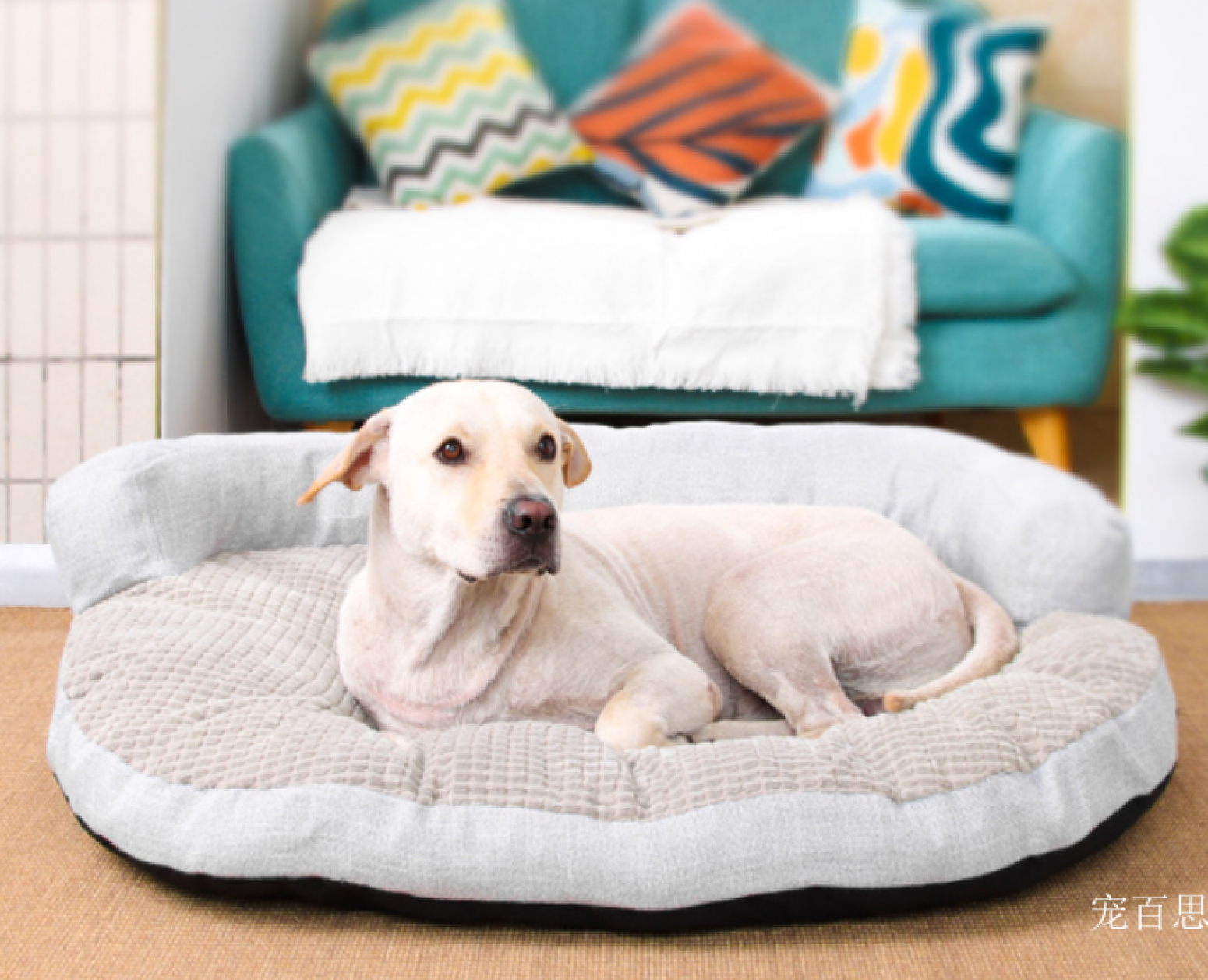 宠百思 Pet furniture Product 《Floya Pet Bed》【图1】