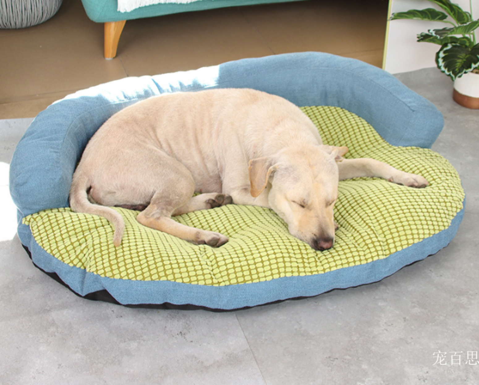 宠百思 Pet furniture Product 《Floya Pet Bed》【图3】