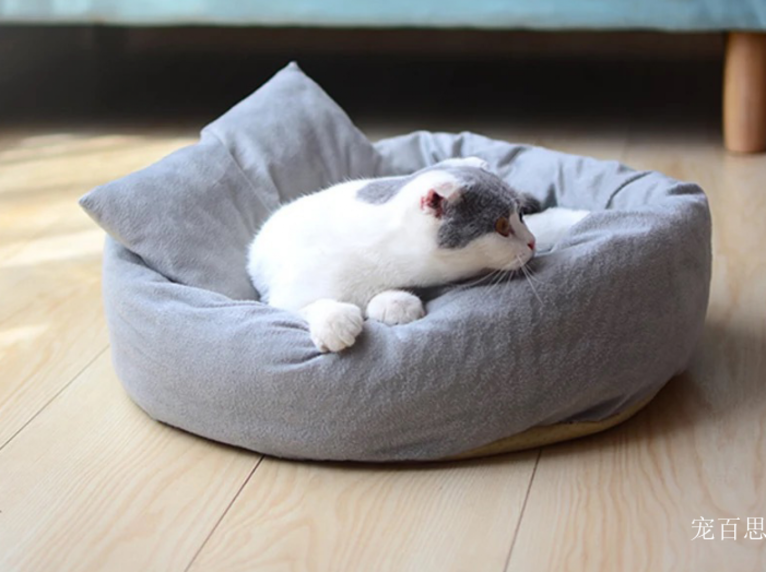 宠百思 Pet furniture Product 《Egg Tart Pet Bed》【图1】