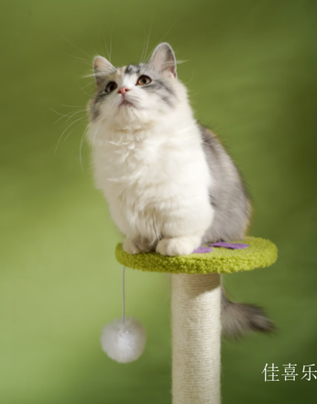 佳喜乐 Pet furniture Product 《Multi-Layer Platform Petal Cat Tree》【图0】