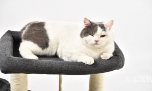Product picture：Furniture factory天元宠物Pet furnitureproduct name《Pet Cat Bed - Black & Gray Cat Platform》议价